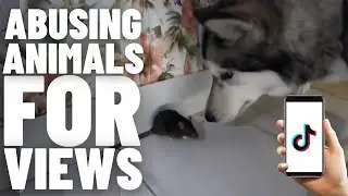 TikTok has an ANIMAL ABUSE problem | Critter Cruelty 3