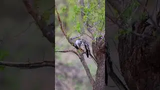 African Hornbills