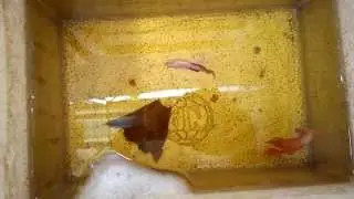 C&aacute; betta sinh sản