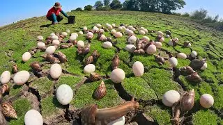 I Found Thousands of Giant Snails Guarding These Eggs!
