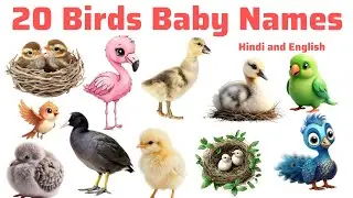 Bird Kids Name- पंछियों के बच्चों के नाम|Kids knowledge video|Pre-kids Learning|Kids Video
