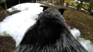 Dog Cam - Gopro Hero 3 Black Edition