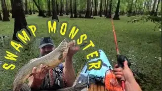 I caught THE SWAMP BEAST!! (kayak fishing)