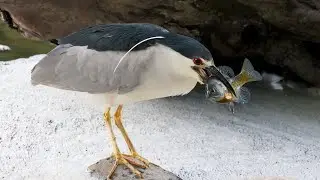 Black-crowned night heron fishing skills