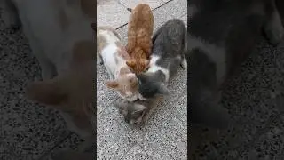 Cats mating