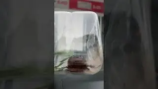 Un 🪲 escarabajo bailarin 500 like y lo pongo en la mejilla
