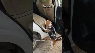 Doodle the most athletic dog ever 🤣 #shorts #youtubeshorts #dog #beagle