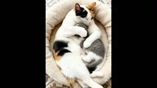 Mom Cat Cradles Kitten to Sleep 💤 | Purrfect Peace#cutecats #catmom #kittenlife