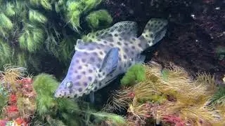 Kanic tečkovan&yacute;. The humpback grouper, Cromileptes altivelis, grows up to 70 cm