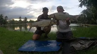 TAWADBET CLUB LAKE BANGKOK. Juliens carp, Java barb and many more species, fun on the method feeder!