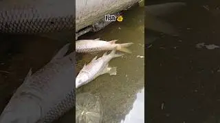 Ana Sagar Jheel ki Chamatkari Machhliyaan &ndash; LIVE Footage!