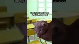 Phải l&agrave;m sao đ&acirc;y #memee#meme#memes#memeshorts#memeshort#short#shorts#ytb
