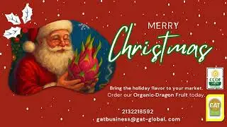 🎄✨ Organic Dragon Fruit: The Holiday Flavor Your Market Needs 🍃🐉