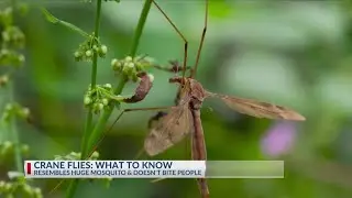 Officials reveal truth about this common East Texas insect