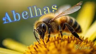 Abelhas do Brasil: Esp&eacute;cies Brasileiras! 🐝🌿🍯