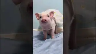 cute pigs #cutepiggy #animalphotos #pets #piggylove #animalpictures #piggy #adorablepig #cuteanimals