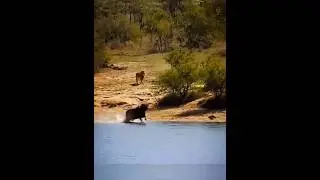 The buffalo escapes from the lion and falls into the jaws of the crocodile #animals #lion #buffalo