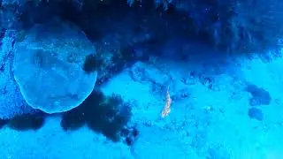 Bornella Anguilla/Nudibranch Swimming 海蛞蝓火麒麟游泳