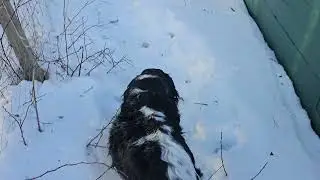 It is Sunday, Let's saunter.  Wow it is icy out there, but beautiful. Spaniels rolling on the ice!