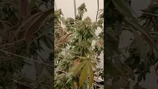 New Millenium Nutirents for the Win. Winter Frost in Action!!!
