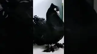 black peacock pigeon😍#shorts