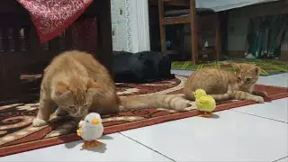 CHICK AND CAT ORANGE - AMAZING ANIMALS - CATS CUTES - STACY BEST CAT - KITTEN CATS FUNNIEST #48Cat