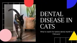 Dental Disease in Cats: What you need to look for!