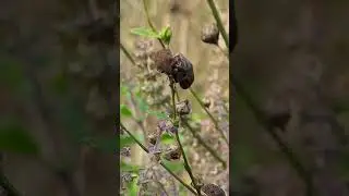 The Shield Bug #bug #shieldbug