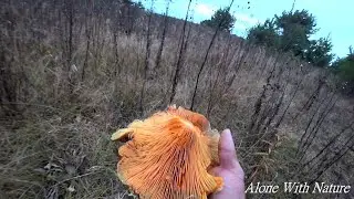 Сбор грибов в октябре,удачный поход за рыжиками))))!!!!!Lactarius deliciosus