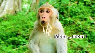 Janet lost Jane ! monster Janet cry temper when all monkey moving place but not her mom Jane yet