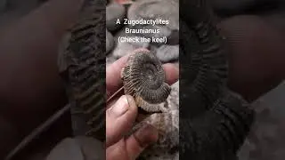 Zugodactylites. . my only? #fossil #fossilfinds #fossilprep #ammonite #rare #whitby #fossilhunter