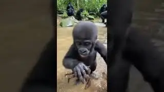 Candid camera of a jungle mishap with a crab