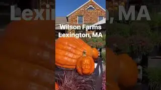 Check out this #pumpkin display at Wilson Farms in Lexington, MA #falldecor #decorating #halloween