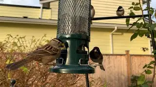 Mixed-Species Bird Community at My Backyard Feeder🐤🥰#backyardbirds 