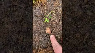 Wood Frog | 2024 Year List