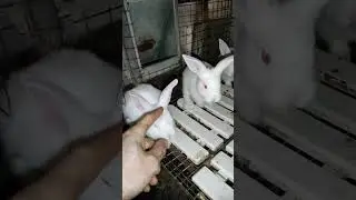 Белый великан действительно белый🐰🤣
