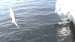One Armed Fishing Zach Jigging Walleye 17 sec  SD