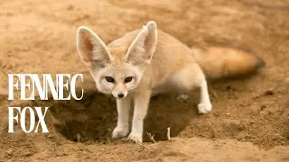 Worlds smallest wild Dog ( Fennex Fox)