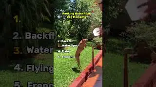 Water Hose Dog Moments 😂