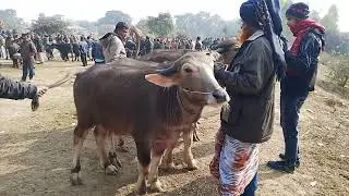 আজ ১০। ০১। ২০২৬। কাহারোল হাট এ মহিষ কেনা বেচা দিনাজপুর 