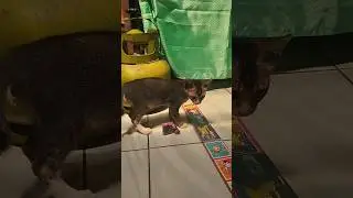 Dimarahin mama main petasan di dapur #catlover #cat #catshorts #catvideos #catvideo #mainpetasan