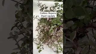 Callisia Repens 6 months  Update !! #freeplants #plantupdate #plantlover #plantcare #indoorplants