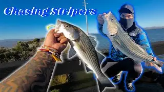I Caught a Huge Striped Bass! | Chasing Bay Area Stripers