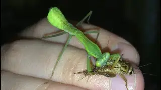 Giant Rainforest Mantis Nymph Eating Cricket