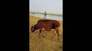Most popular cow video ||Cow video 2021 ||Animal view