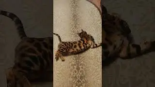 Бенгал Гучи акробат😂😂😂 #бенгал #music #котбандос #бенгальскиекотята #любимыйкот #красавчик#котгучи