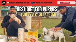 Optimal Puppy Nutrition: Best Budget, Easy DIY Diet by Aggregate Agro Farms