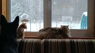 Трое