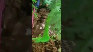 Rainwater purified used for Agriculture