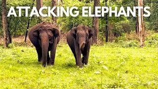 Elephants Attacking Safari Bus | Kabini Jungle Safari | Nagarhole Tiger Reserve @ExplorerNaba